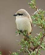 Isabelline Shrike