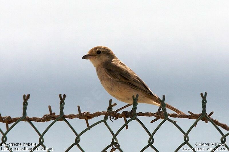 Pie-grièche isabelleimmature, identification