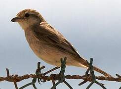 Isabelline Shrike