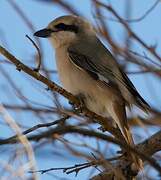 Isabelline Shrike