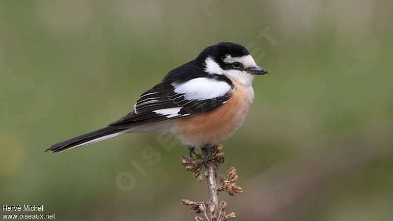 Masked Shrike male adult breeding, identification