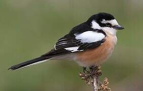 Masked Shrike