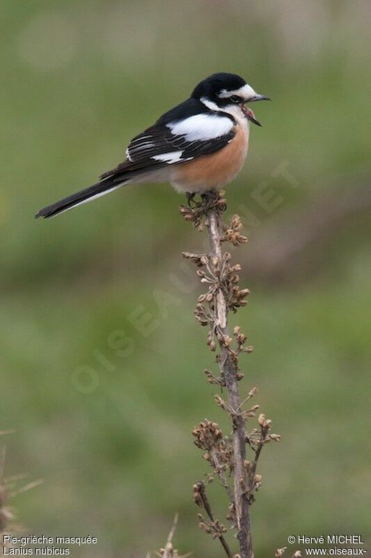 Masked Shrike male adult breeding, song