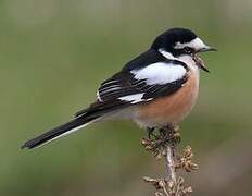 Masked Shrike