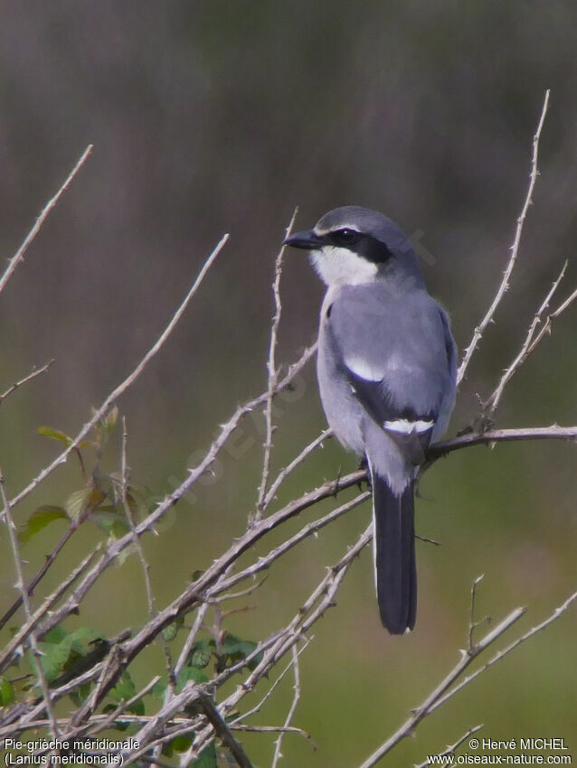 Iberian Grey Shrikeadult