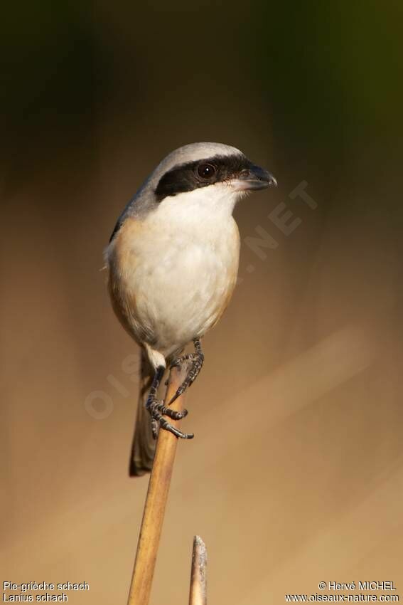 Long-tailed Shrike