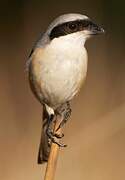 Long-tailed Shrike