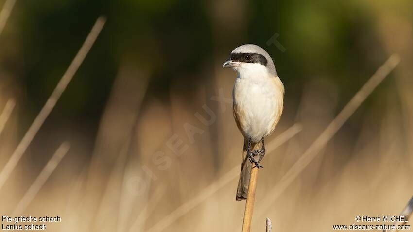 Long-tailed Shrike