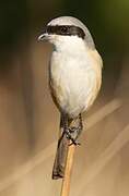 Long-tailed Shrike