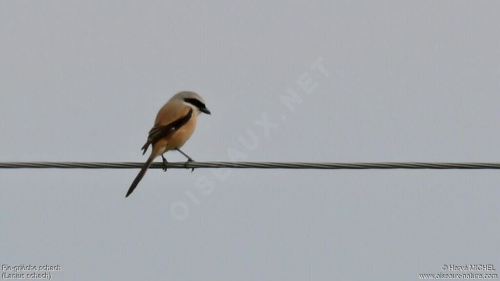 Long-tailed Shrikeadult