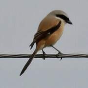 Long-tailed Shrike