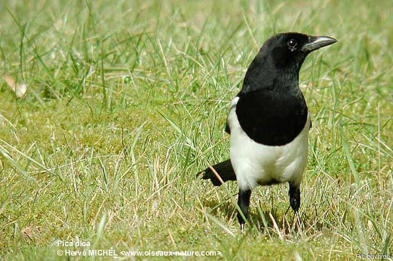 Eurasian Magpie