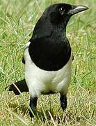 Eurasian Magpie