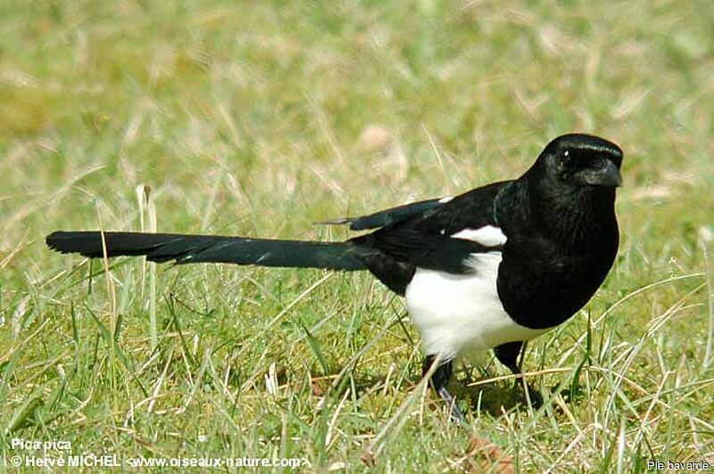 Eurasian Magpie