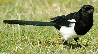 Eurasian Magpie