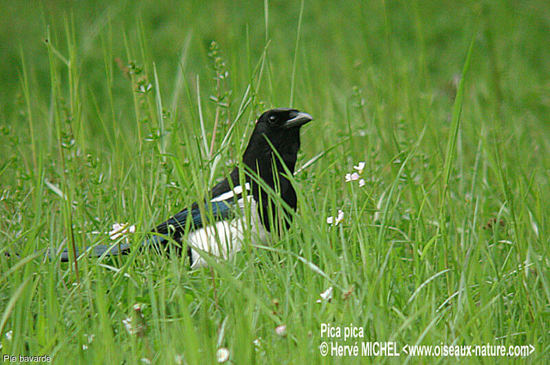 Eurasian Magpie