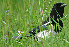 Eurasian Magpie