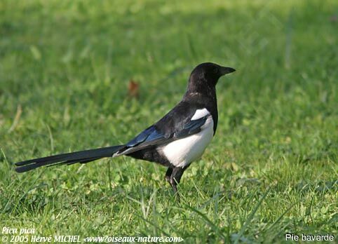 Eurasian Magpie