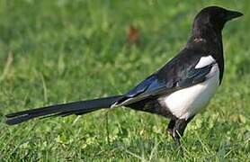 Eurasian Magpie