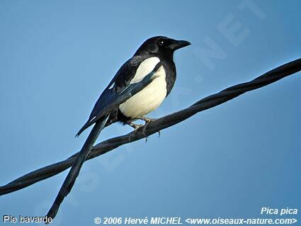 Eurasian Magpieadult