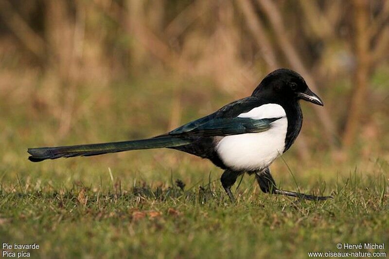 Eurasian Magpie, identification, Behaviour