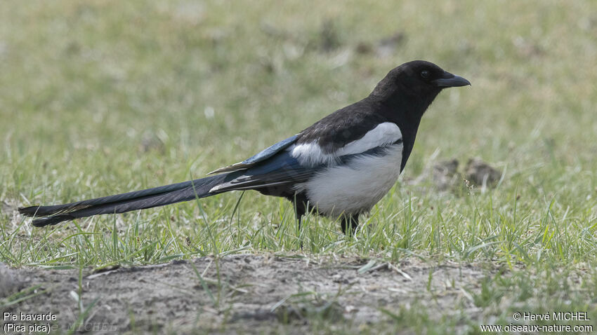 Eurasian Magpie