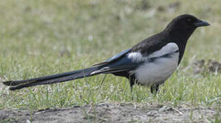 Eurasian Magpie