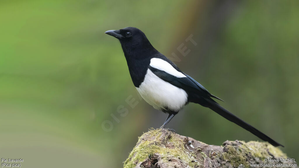 Eurasian Magpie