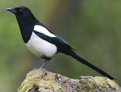 Eurasian Magpie