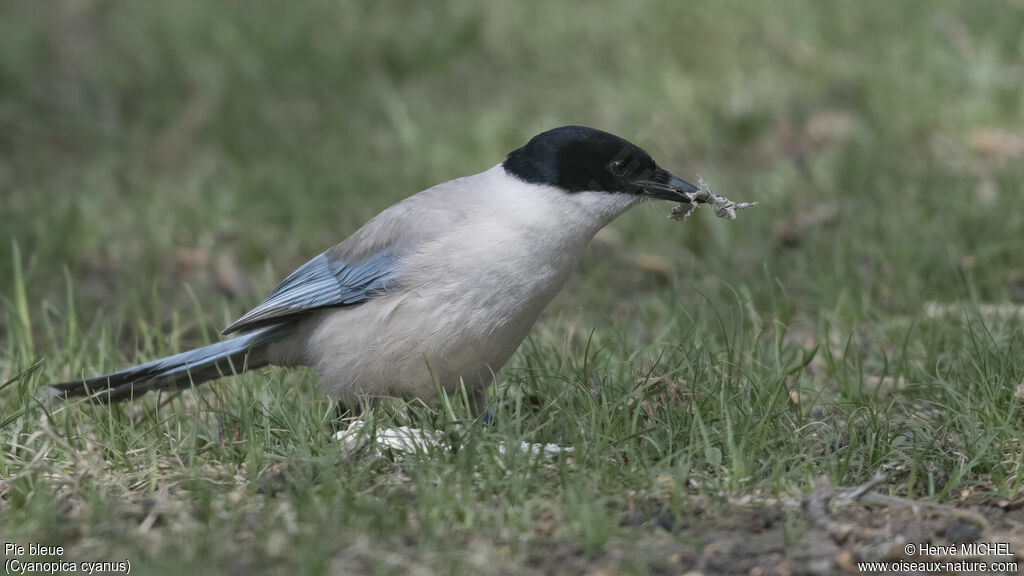 Azure-winged Magpie