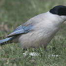 Pie bleue