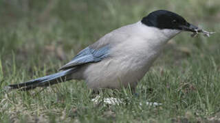 Azure-winged Magpie