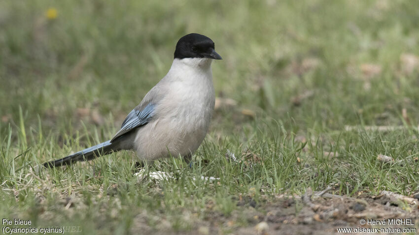 Pie bleue