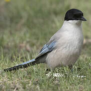 Azure-winged Magpie