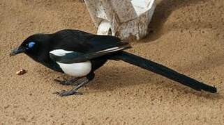 Maghreb Magpie