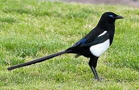 Maghreb Magpie