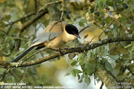 Iberian Magpie