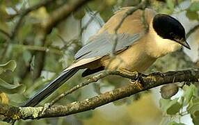 Iberian Magpie