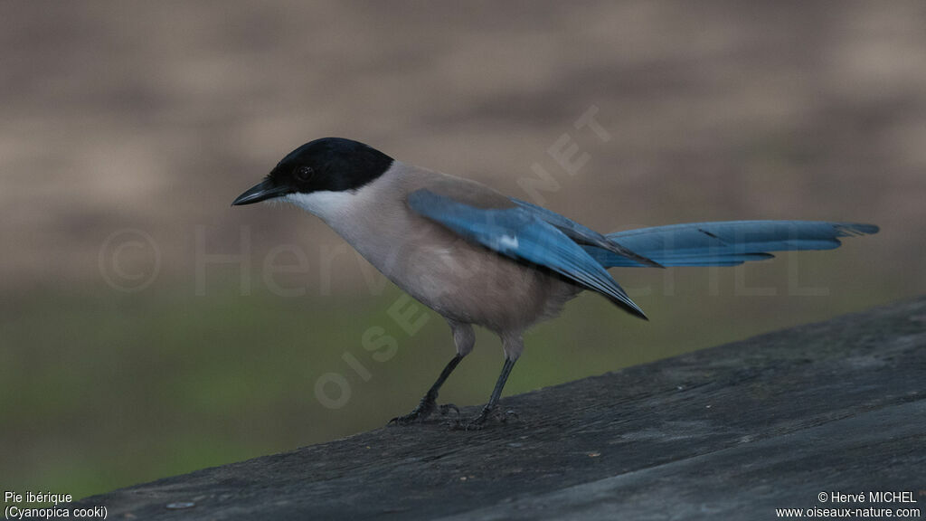 Iberian Magpie