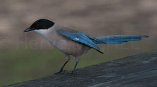 Iberian Magpie