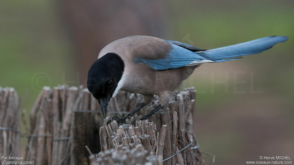 Iberian Magpie