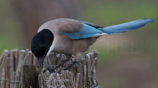 Iberian Magpie