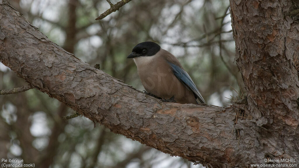 Iberian Magpie