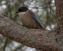 Iberian Magpie