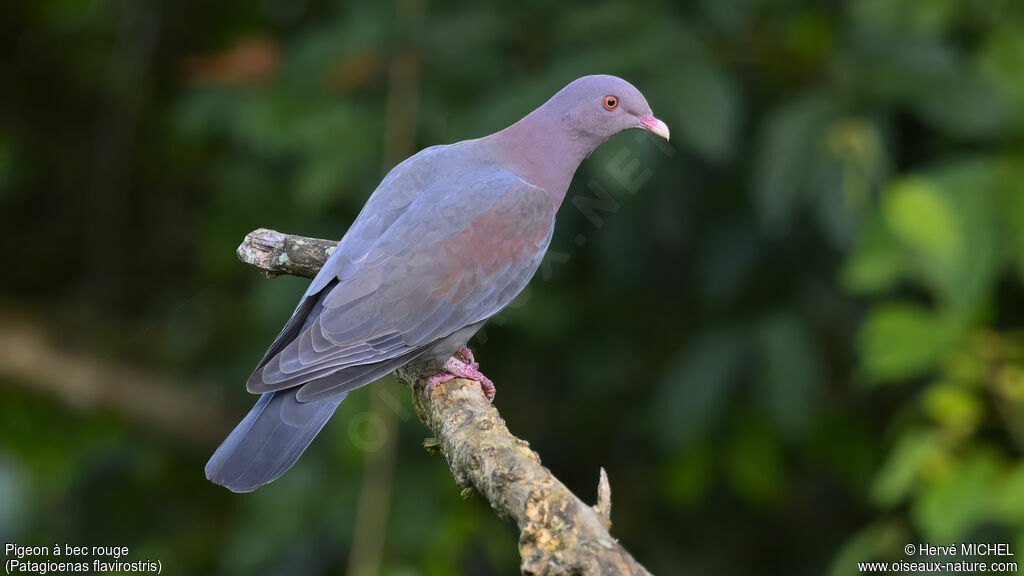 Pigeon à bec rouge