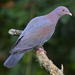 Pigeon à bec rouge