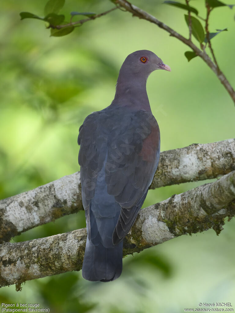 Pigeon à bec rouge