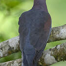 Pigeon à bec rouge