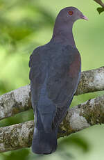 Pigeon à bec rouge