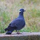 Pigeon à collier blanc